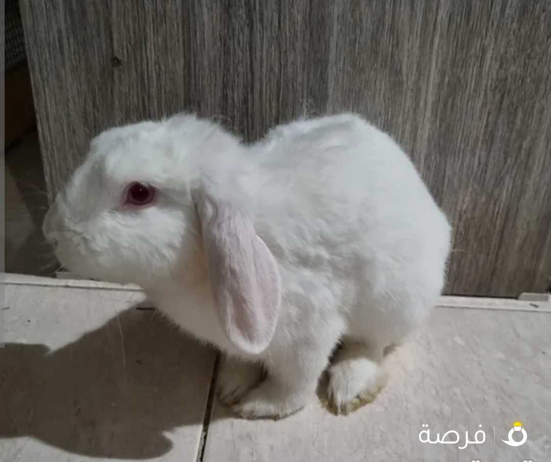 white male Rabbit أرنب أبيض ذكر