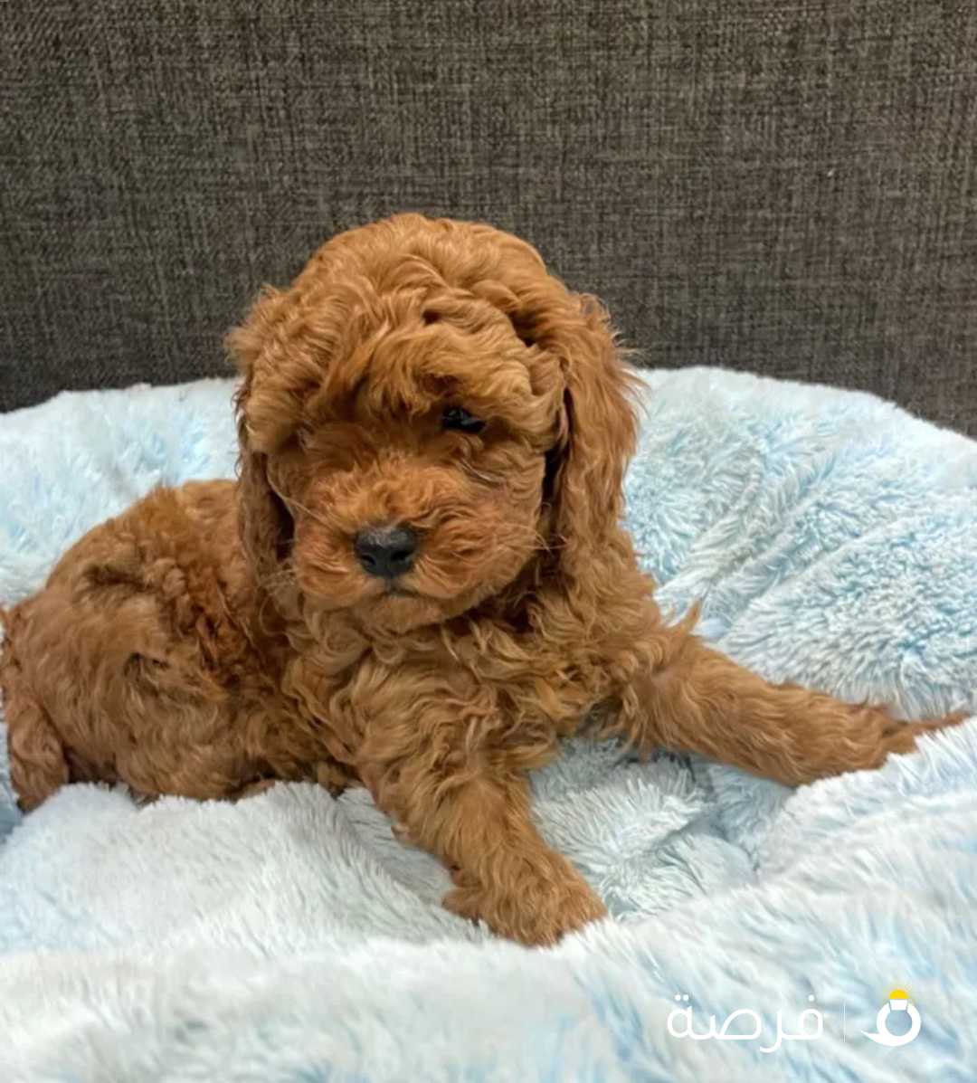 للبيع توي بودل العمر 45يوم ماخذين اول تطعيم انتاج ممتاز