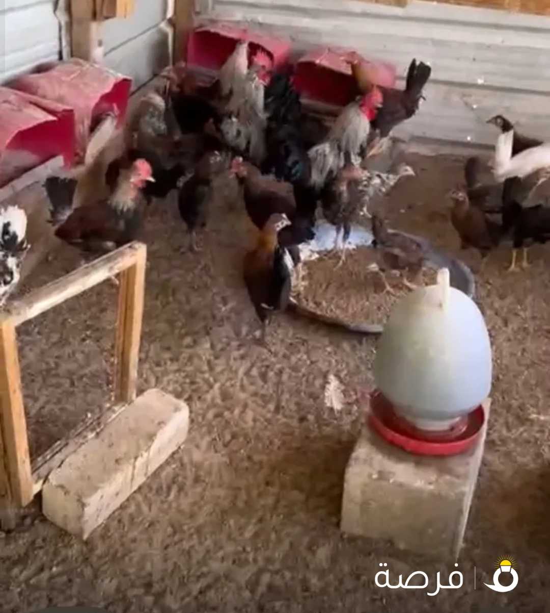 للبيع دياكه العدد فوق ال 35 أعمار متفرقه من ثلاث شهور وفوق البيع جمله