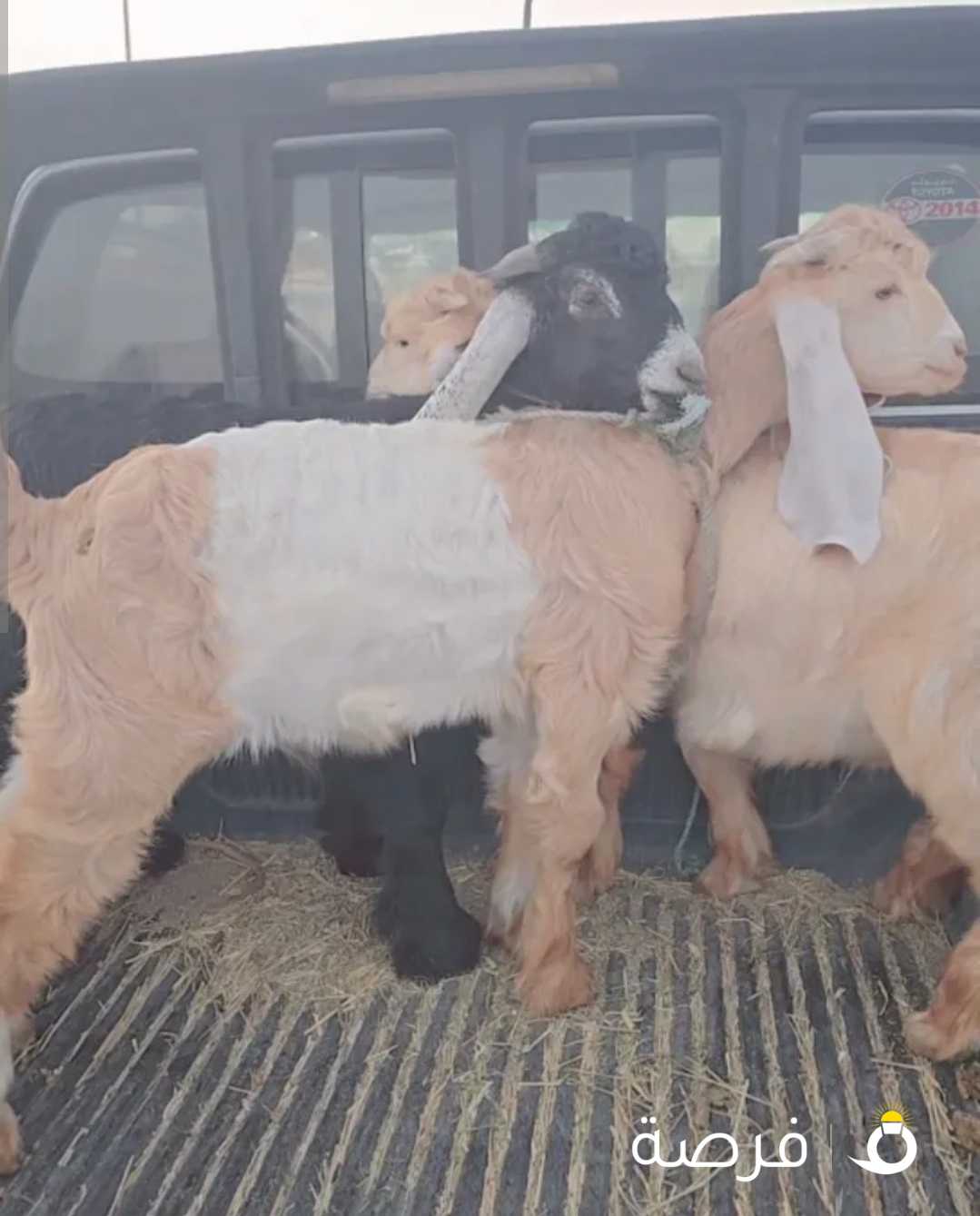 للبيع تيوس العدد 3