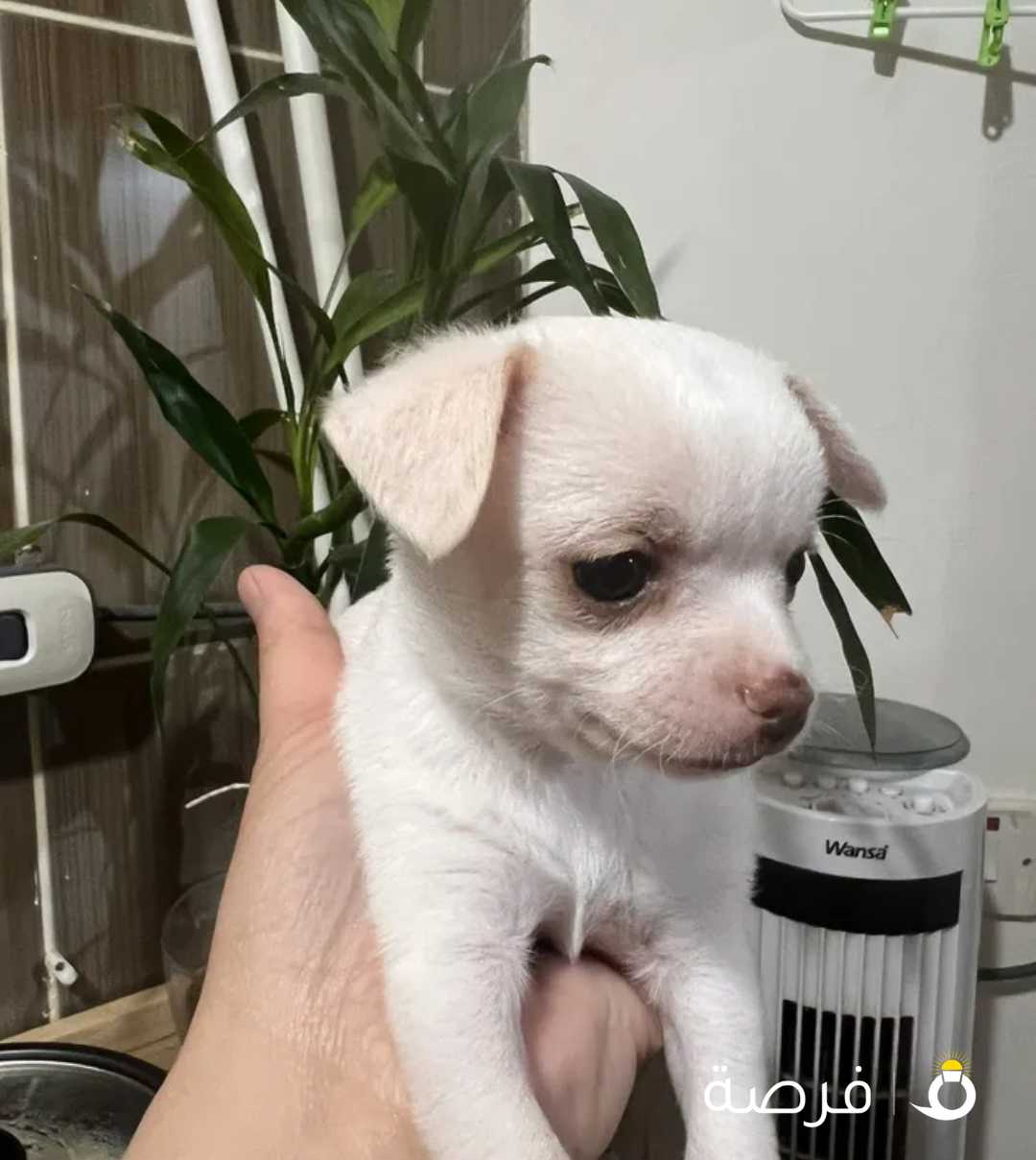 months old small size of chihuahua all males