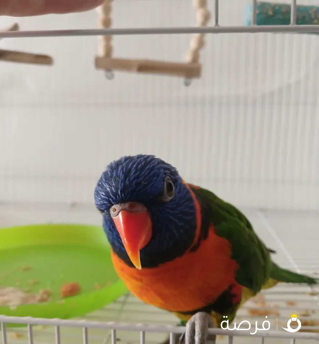 ببغاء لوري يتكلم