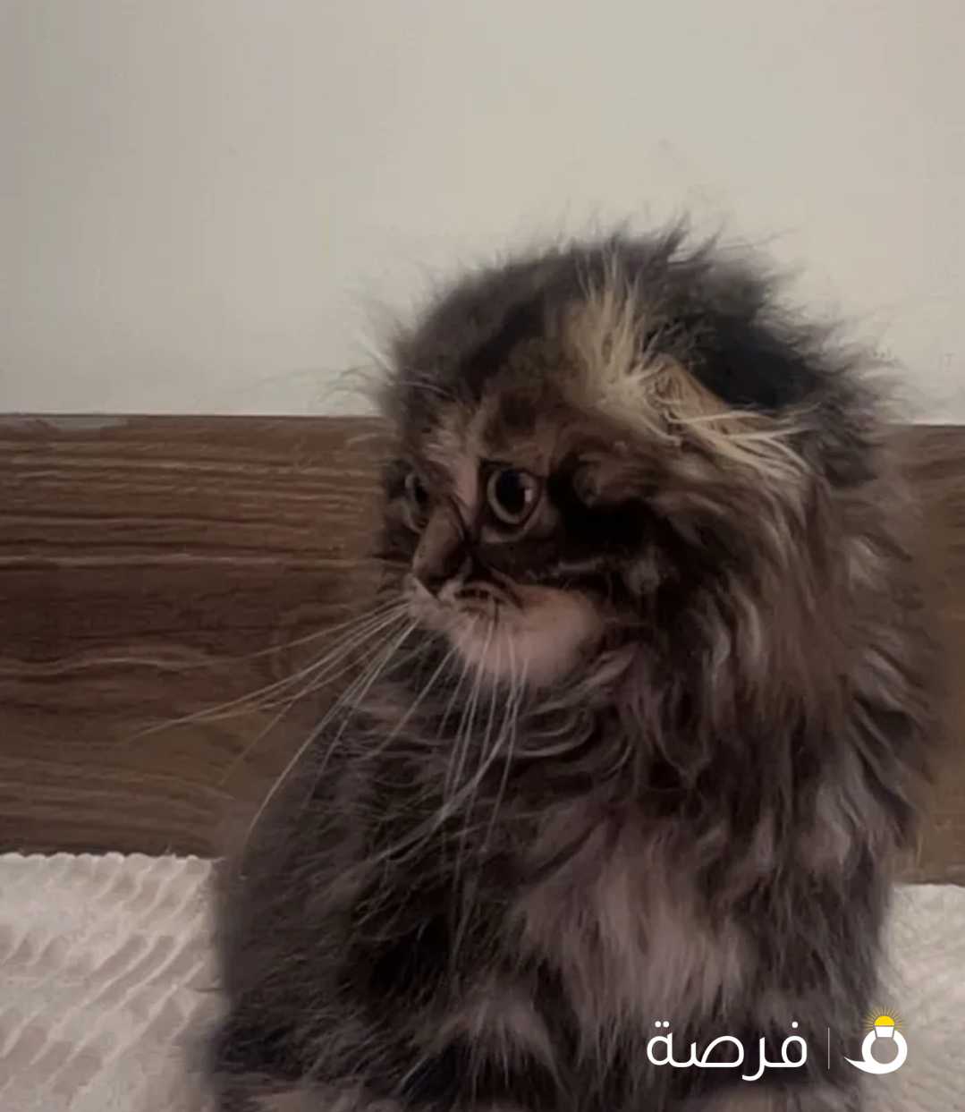 قطوه مو للتبني نوعها برتش لونق هير مواليد 2025-2-4 عمرها4 شهور ذكر