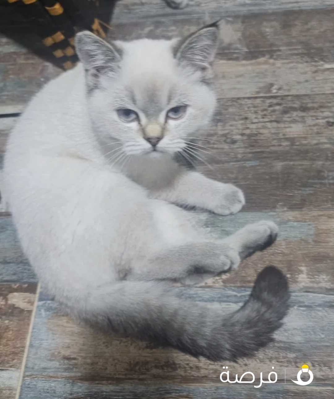 كتنز سكوتش فولد وستريت للبيع