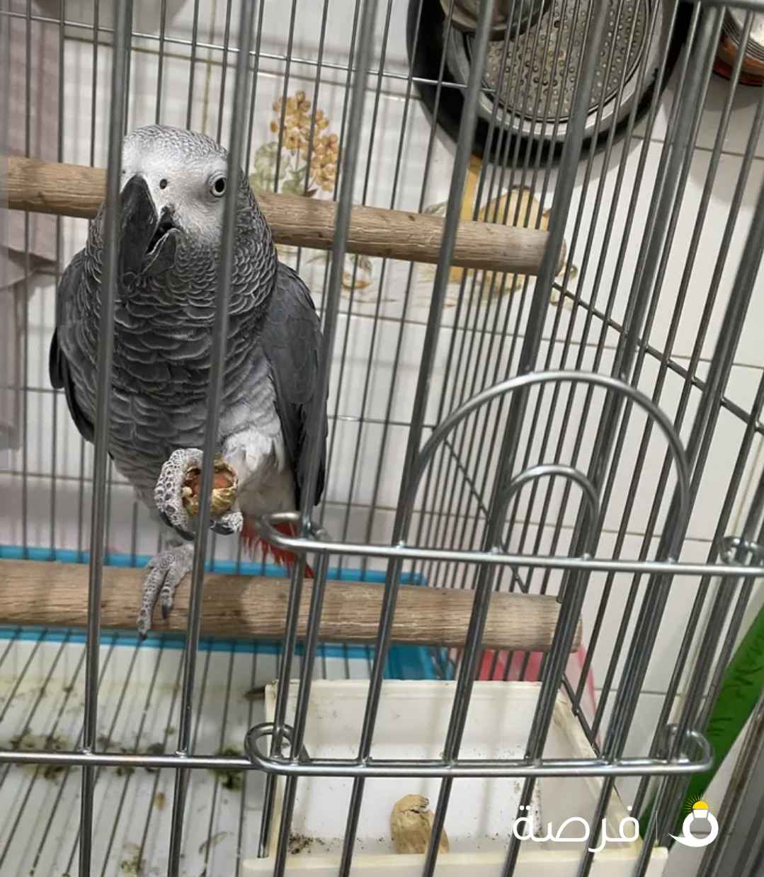 بغبغاء للبيع