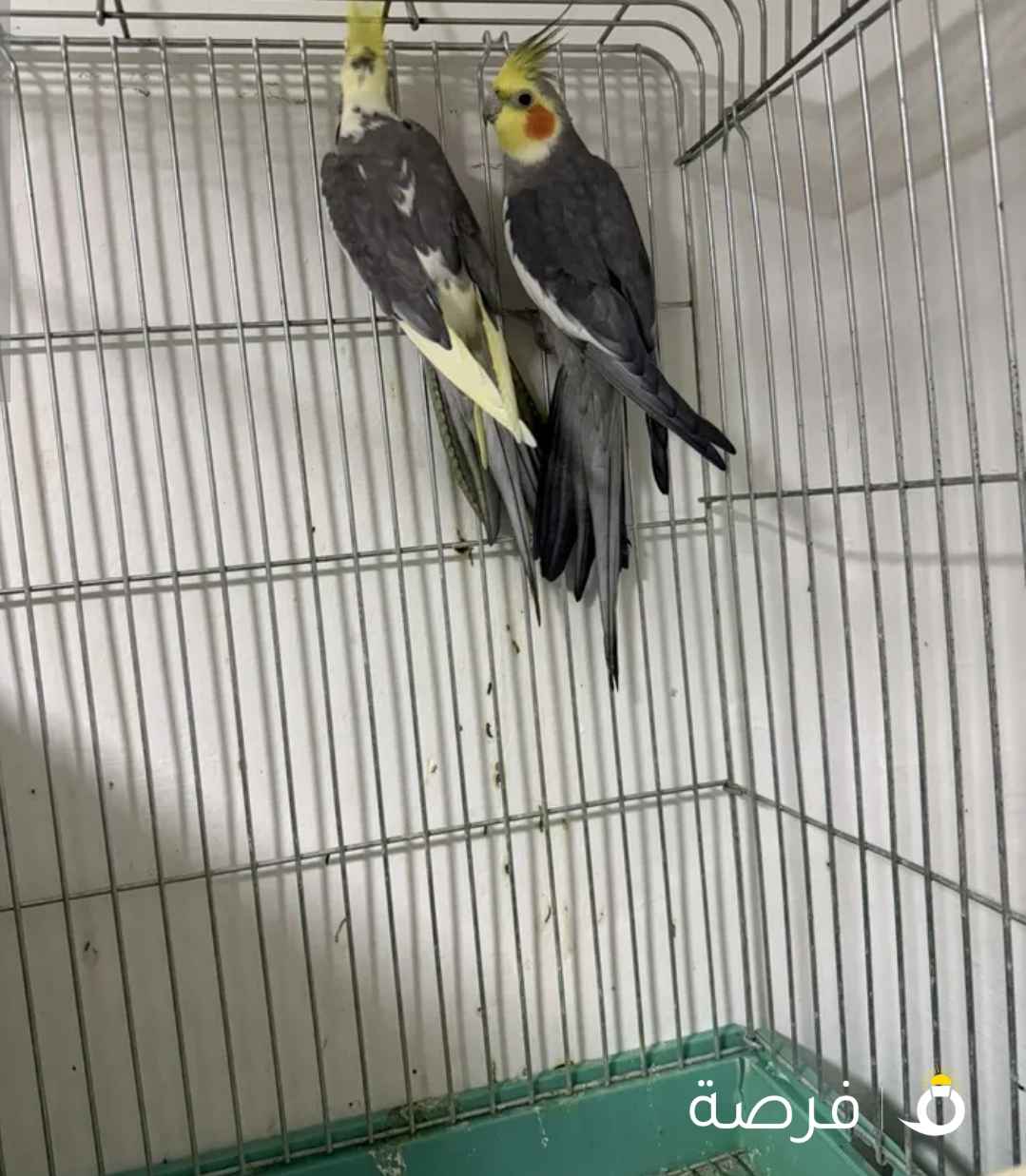 للبيع زوج كروان الانتاج