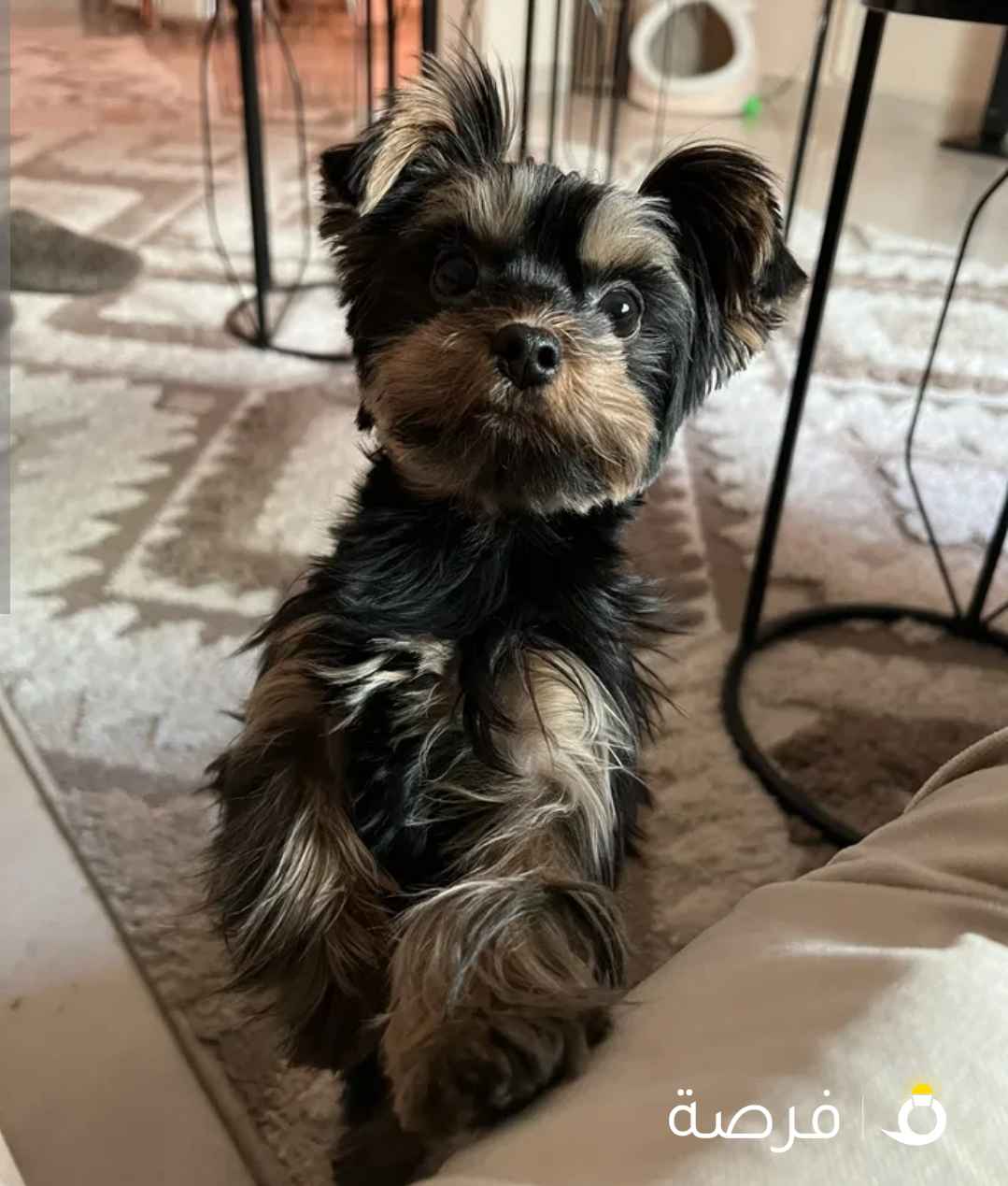 يوركشاير نثيه