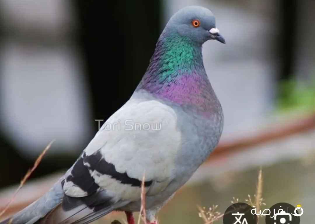 للبيع دحل جمله