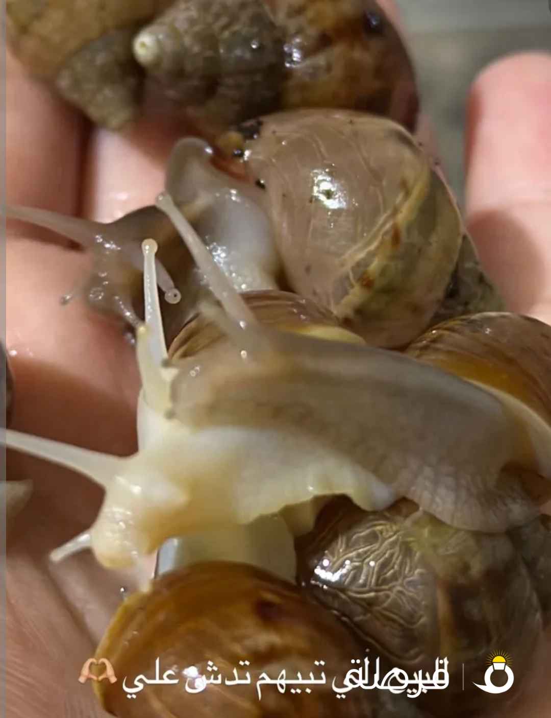 الحلزون الإفريقي العملاق الصغير