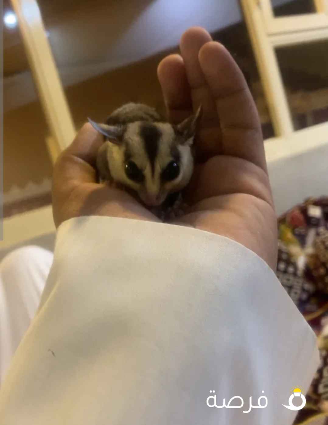 لبيع شوقر فلايدر اليف جميل في التربيه