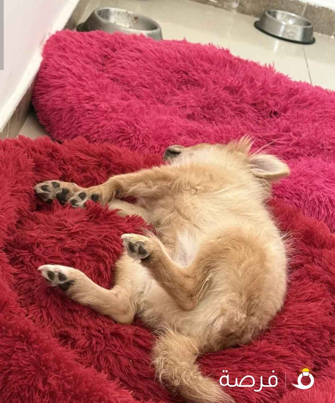 Male and female pomeranian for sale