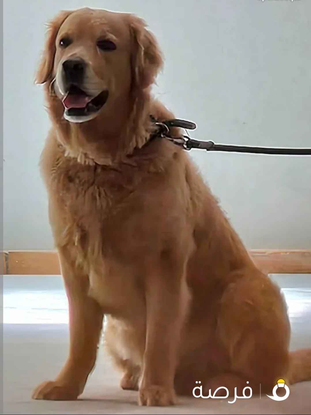 كلب جولدن روتريفر اشقر اللون