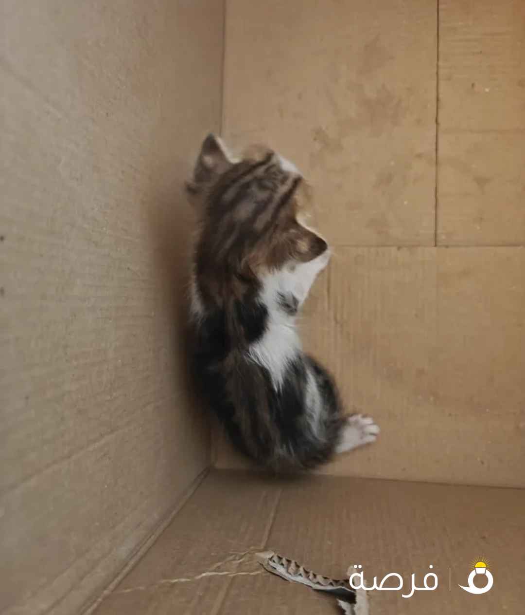 قطة ذكر فقدت أمها تحتاج إلى المساعدة.