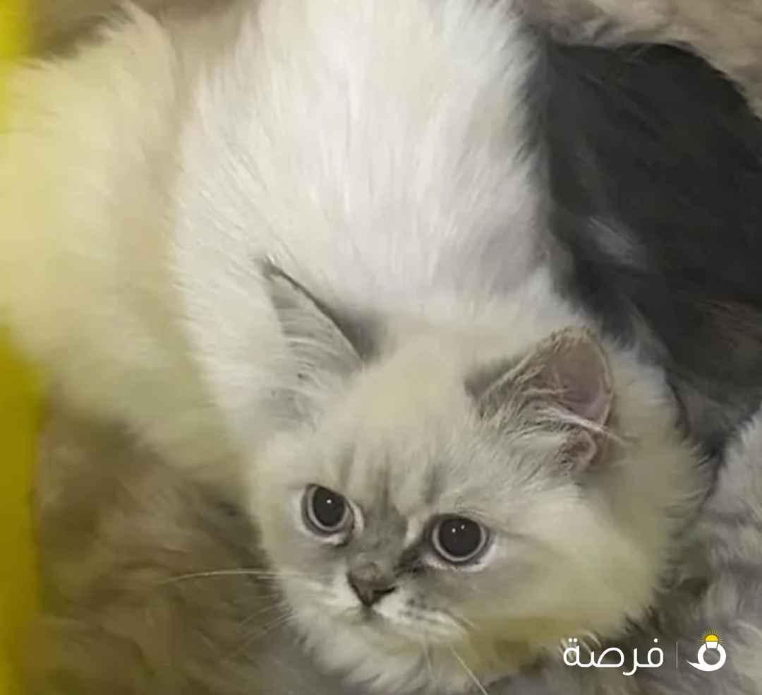 برتش لونج هير ذكر