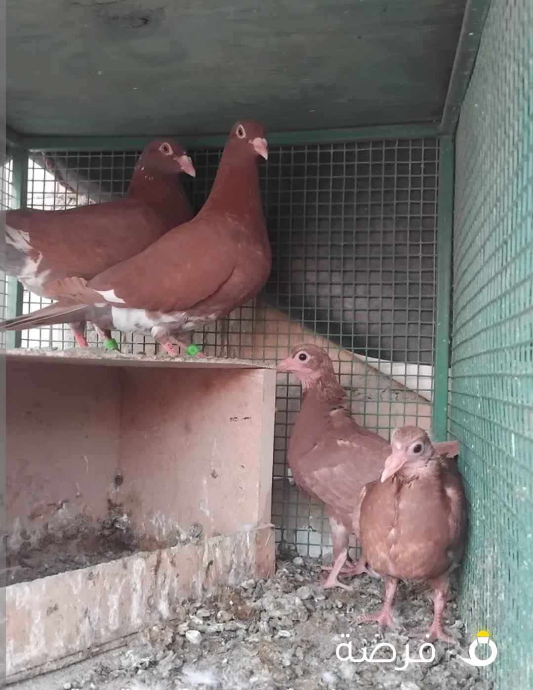 حمام زواجل جوز شغال