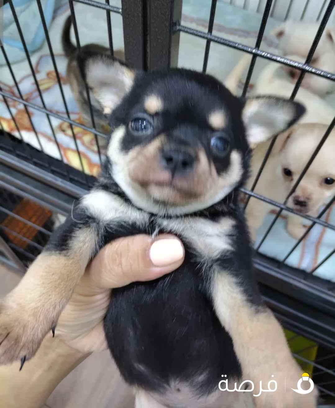 Mini PURE Chihuahua