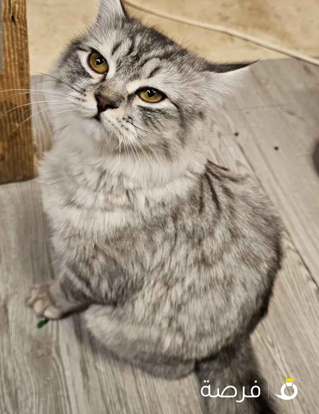 قطط للتبني النوع / الام شيرازيه والاب سكوتش فولد