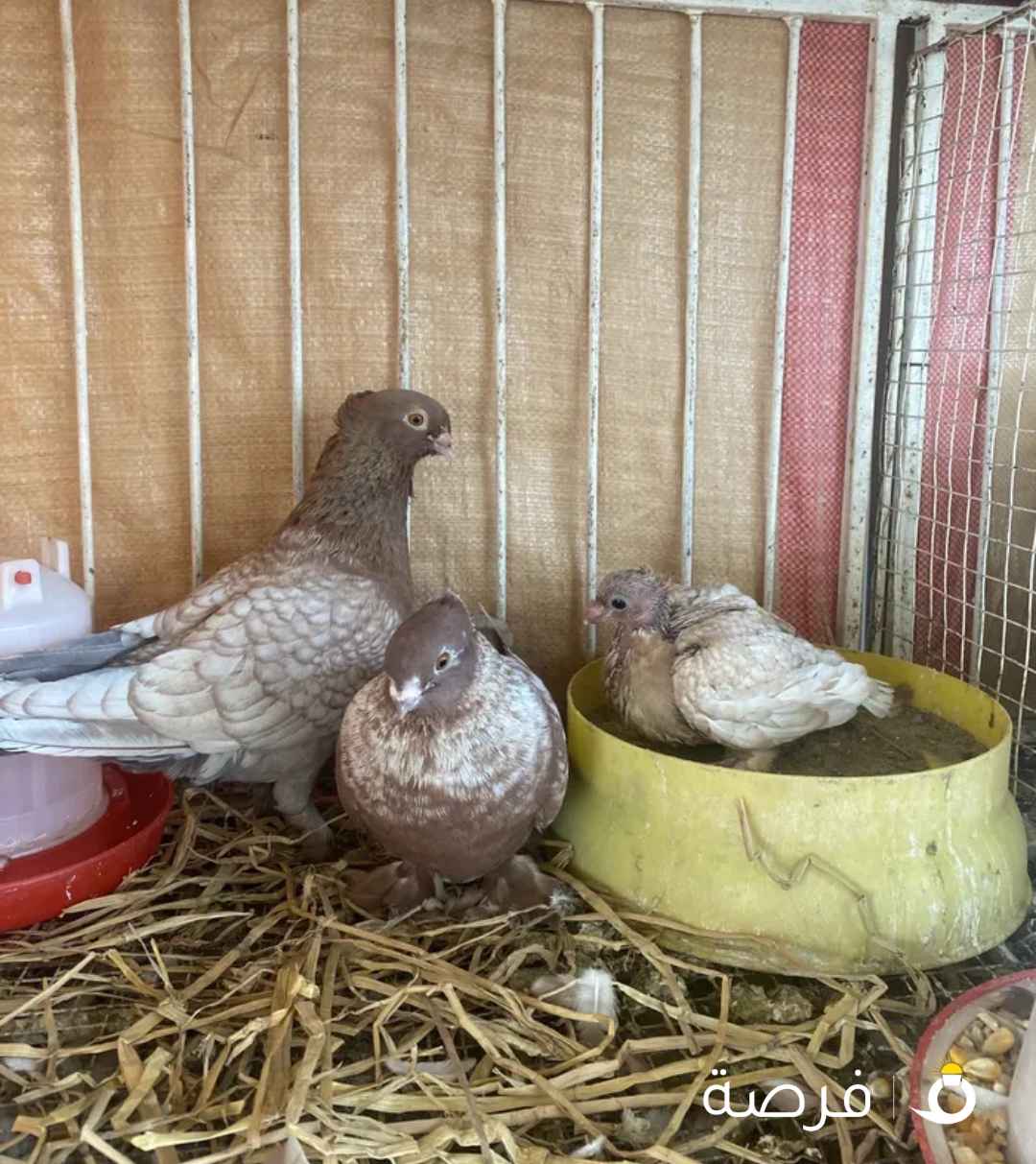 حمام زينا للبيع التواصل ولتساب خمسا صفر ثلاثة ثلاثة واحد خمسا ستا صفر