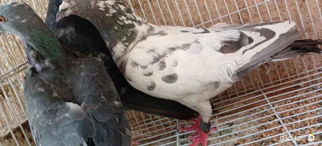 متوفر فوق ال 10 حمامات تقريبا 12 حمامة