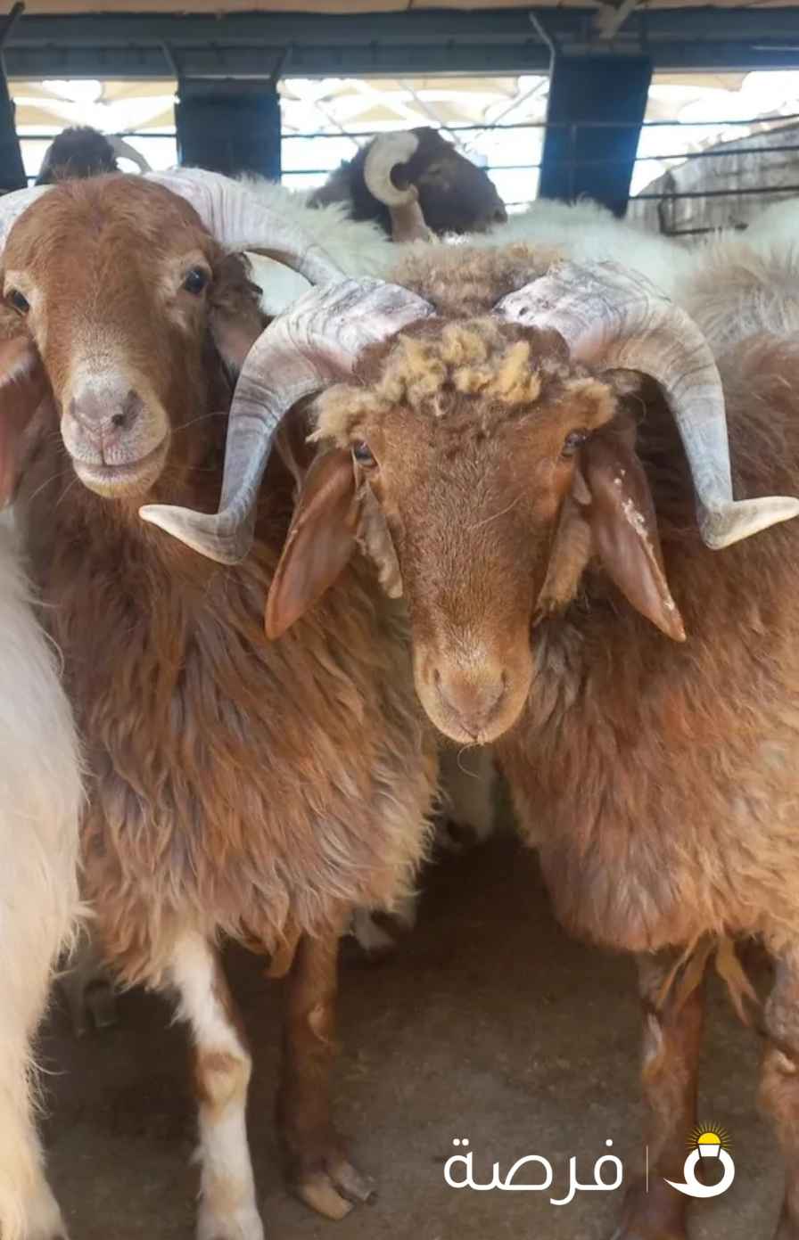 قصاب تحت الطلب