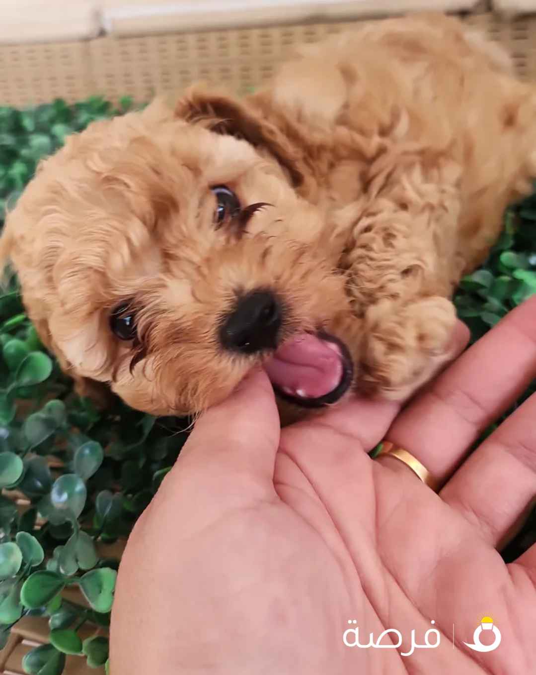 جراوة بودل ليور