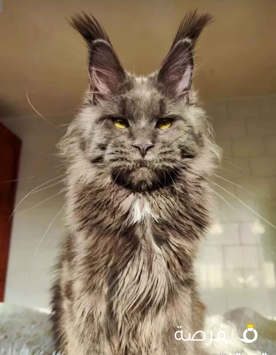 Mainecoon Original. High Quality. Diferent prices and ages. All the vaccines and Pedigree. Very friendly and lovely.