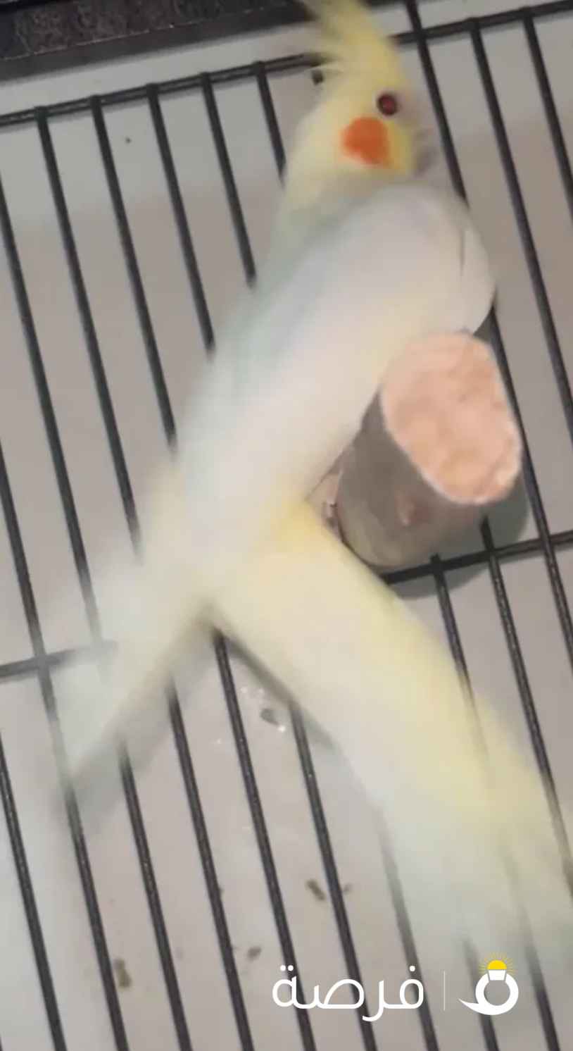 طيور كوكتيل