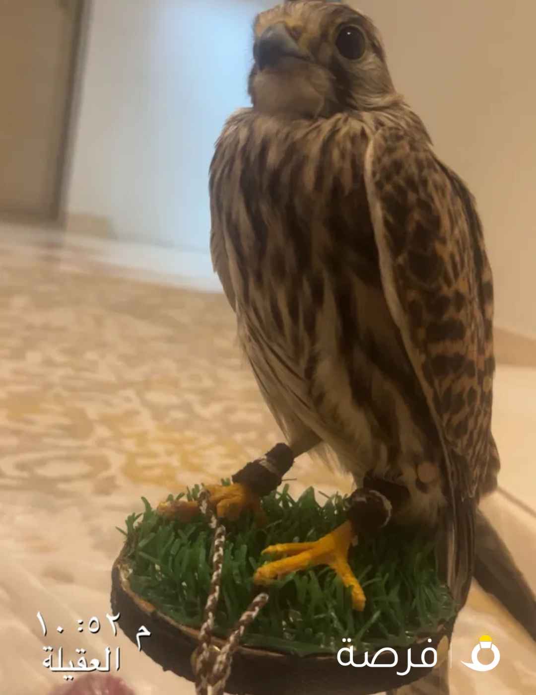 السعر20دينار صحه زينه جدآ