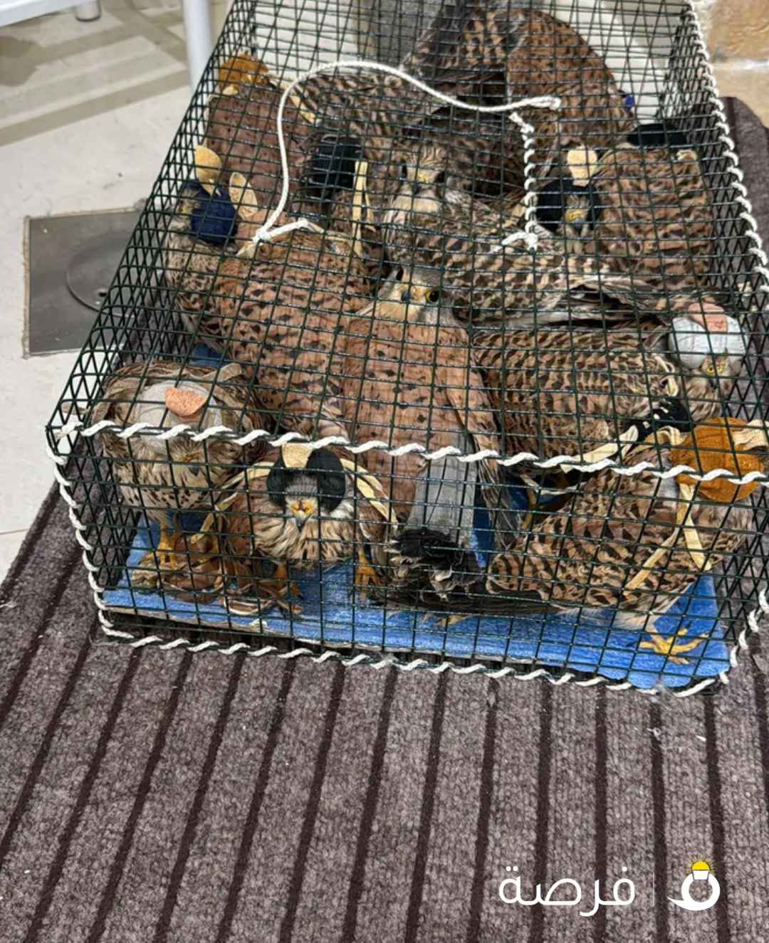 حميميجات للبيع