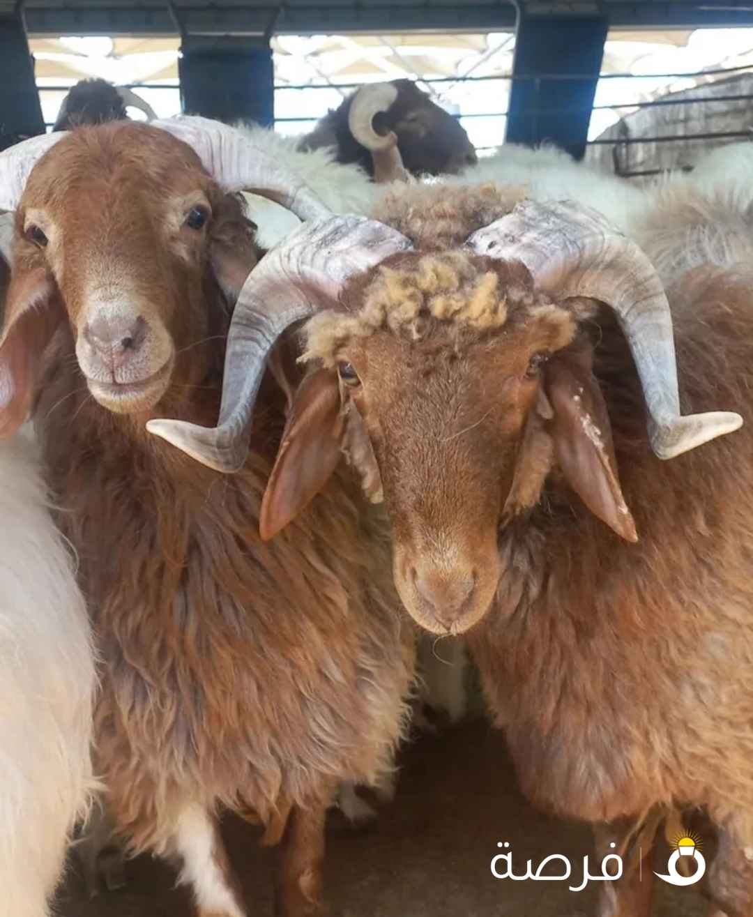 قصاب تحت الطلب ذبح وتوصيل جميع انواع الذبائح خروف عجل بعير