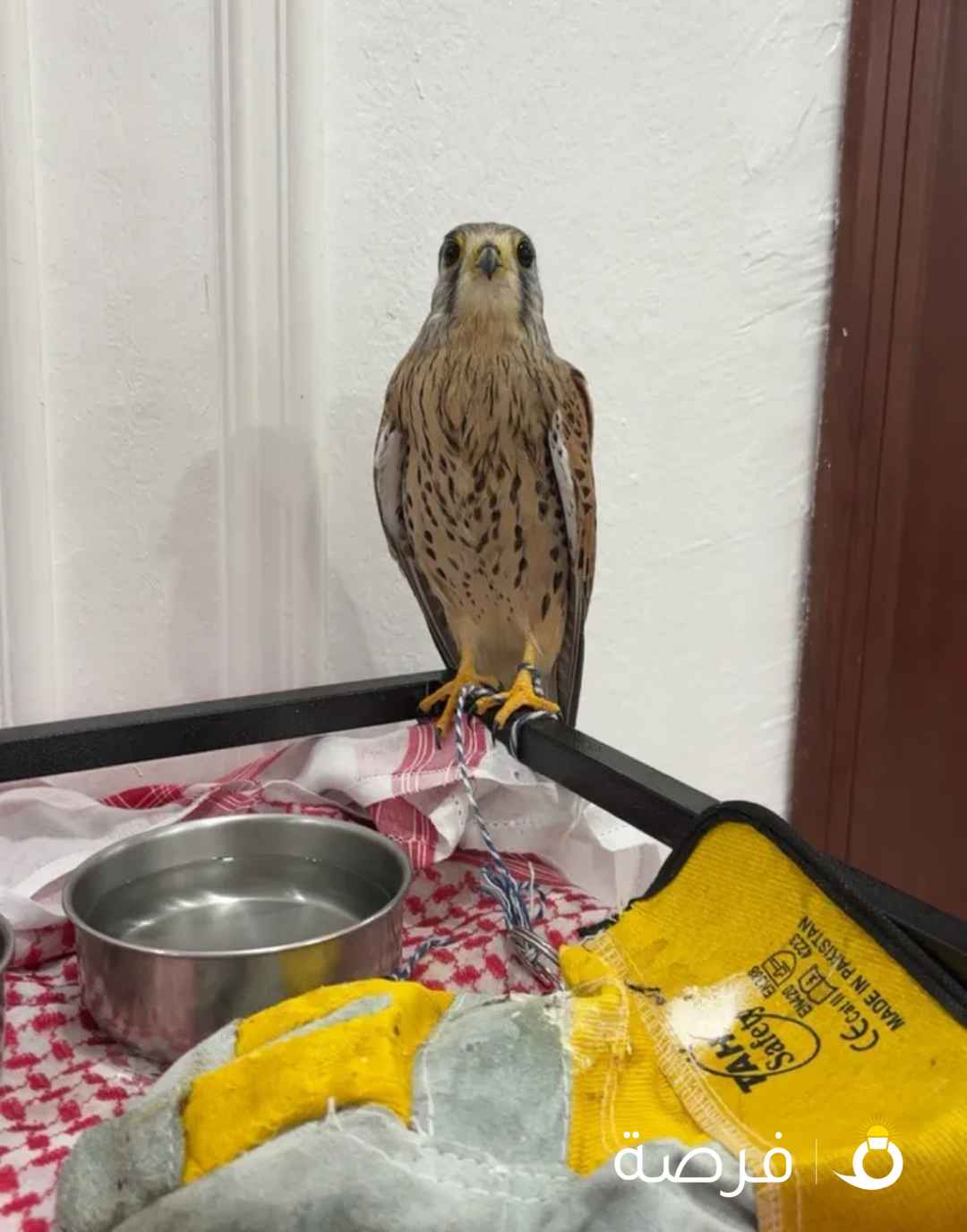 للبيع حميميج متوفر كميه شامل التوصيل