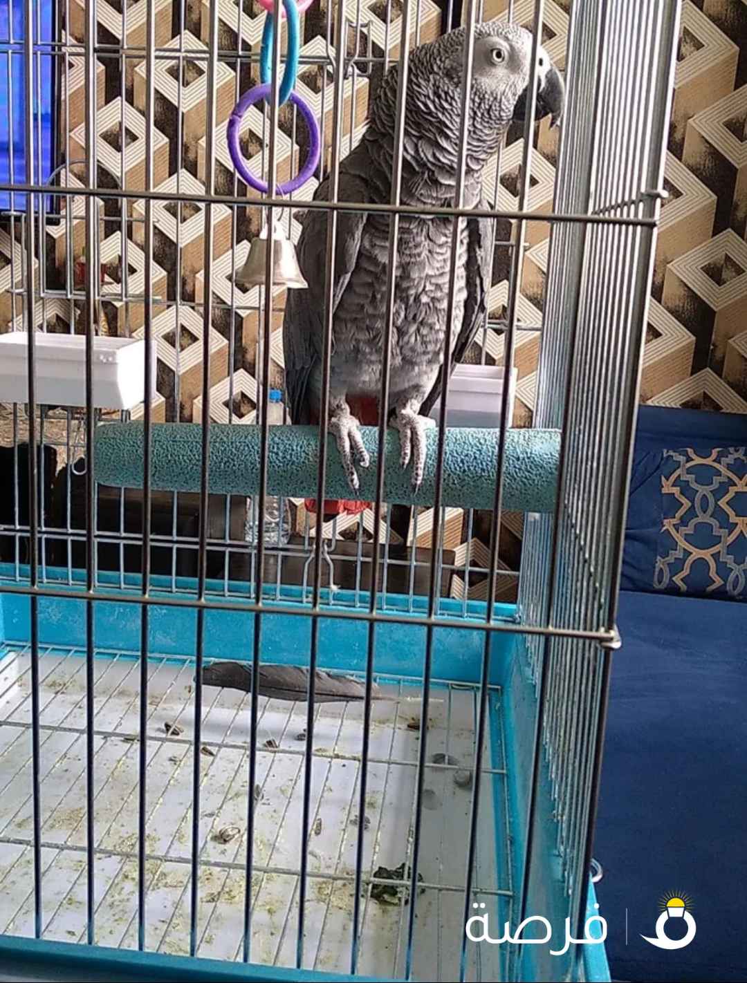 كاسكو الكثير من الحديث عمر ثلاث سنوات