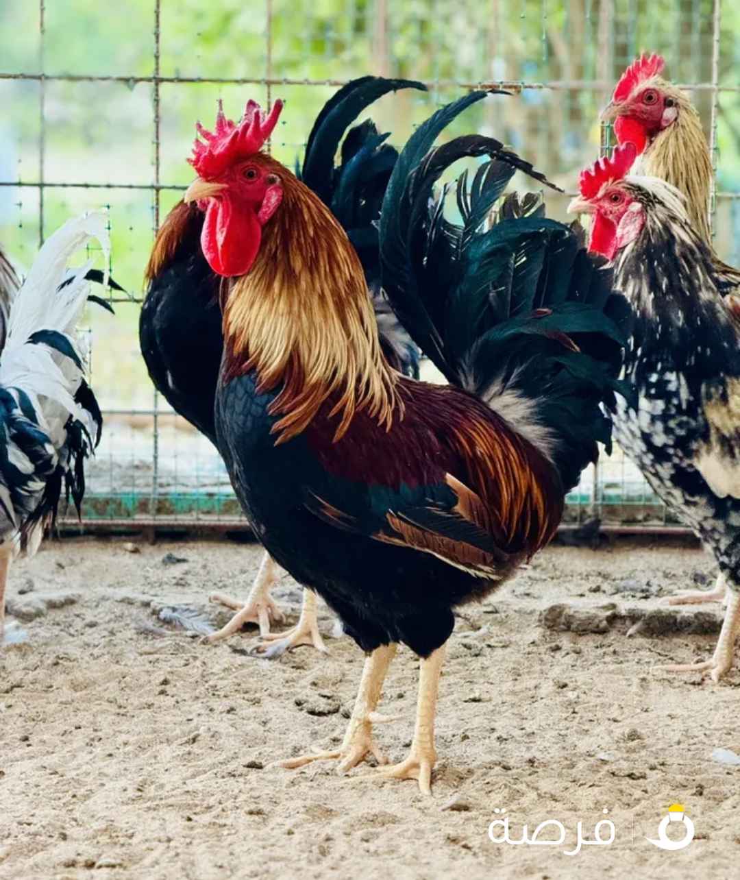 للبيع بيض دجاج عربي قديم ترثه للأكل والتفريخ