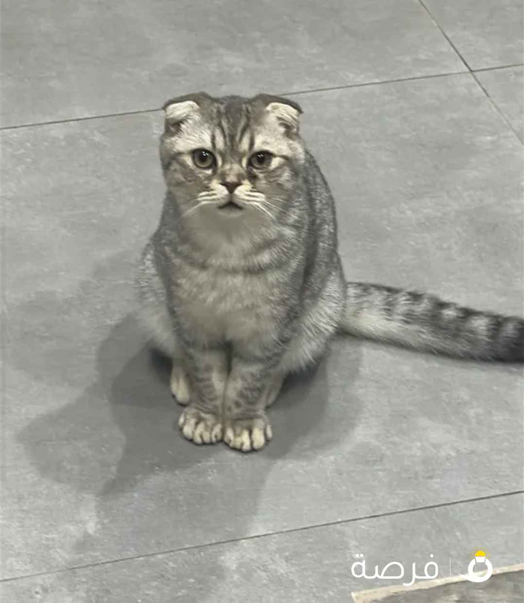 ذكر سكوتش فولد للتبني