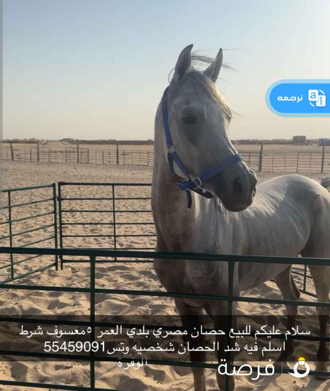 حصان مصري بلدي العمر خمس