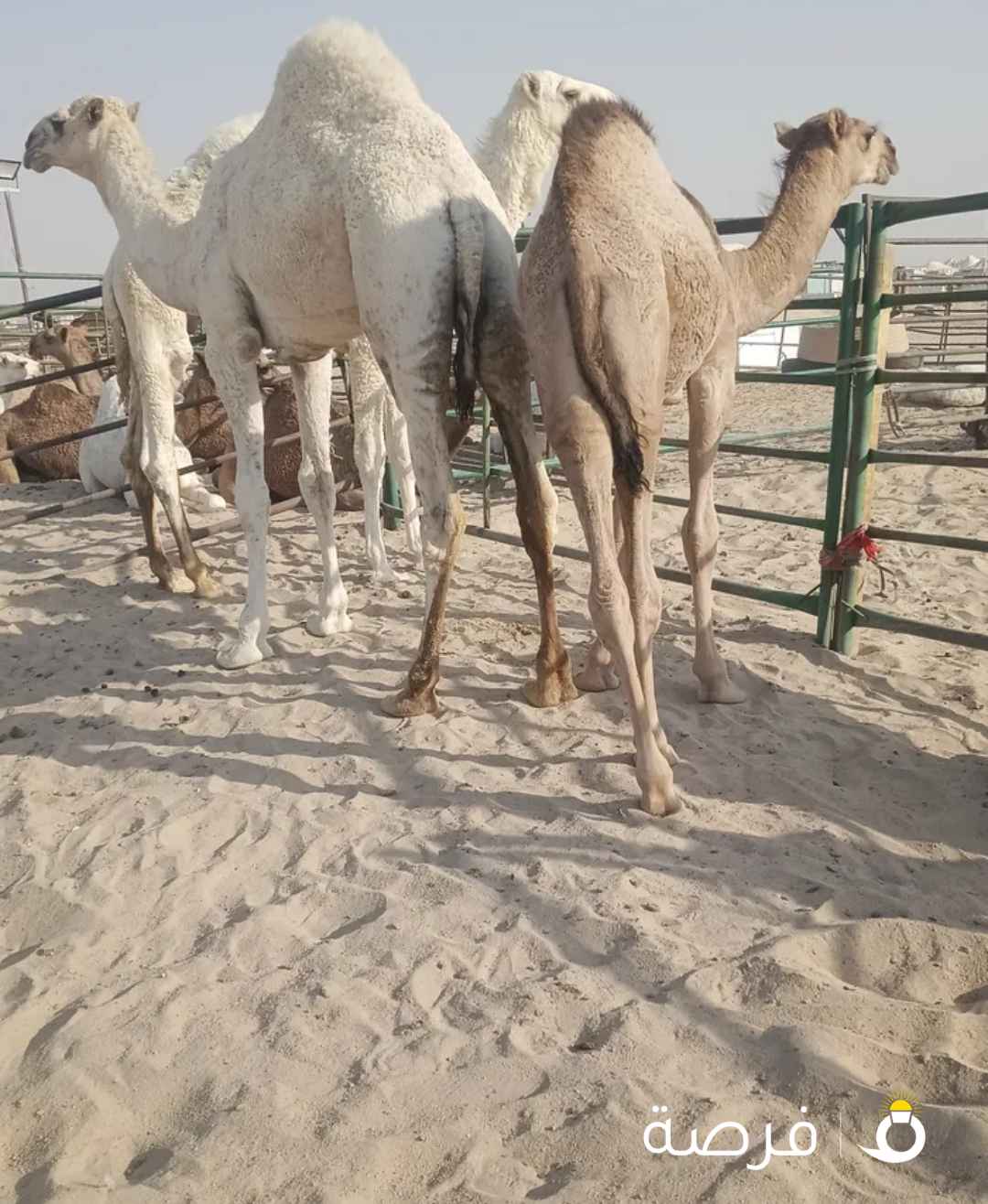 للبيع قعدان محليه فاخره