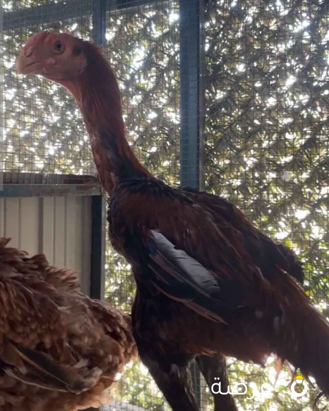 فرخ فاخرر جدا وكوالتي عالي