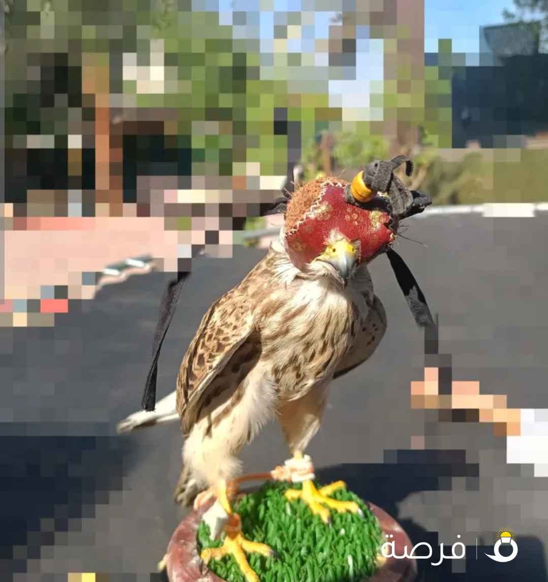 حميميج مدرب يهد على الجربيع و الفري و زوزو و مع اغراضه