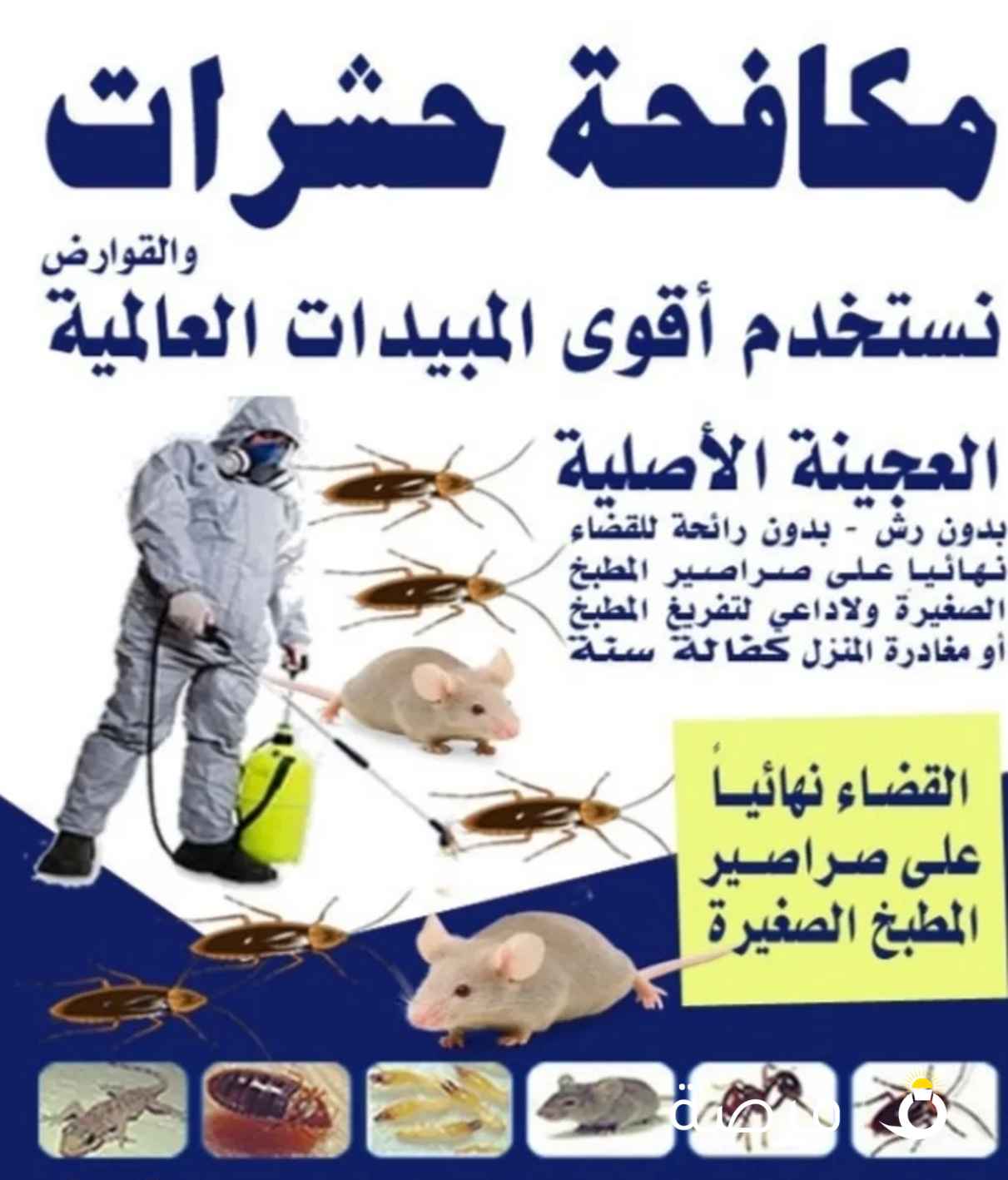 مكافحة جميع الحشرات والقوارض جميع مناطق الكويت كفاله سنه علي جميع أعمالنا