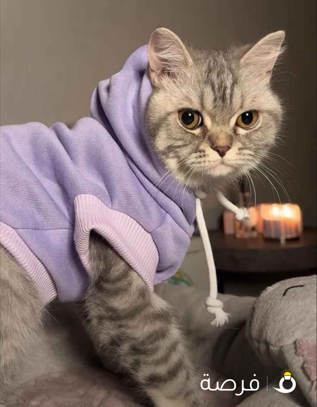 سكوتش نثيه تبني مطعمه