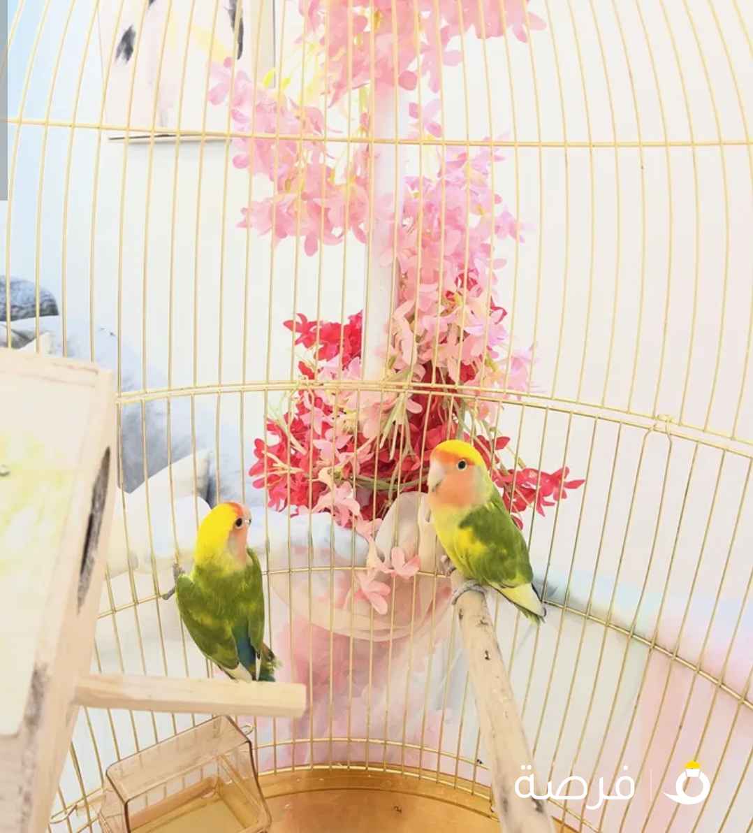 زوج روز نادر طفره مع قفص كبير وقاعده السعر 40 دينار