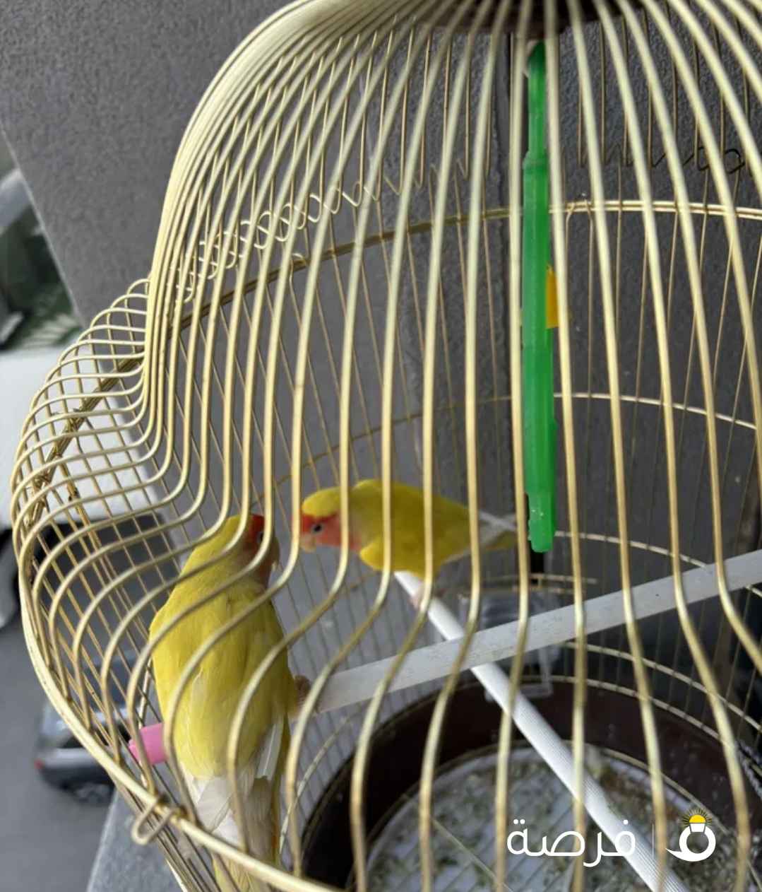 للبيع زوج روز