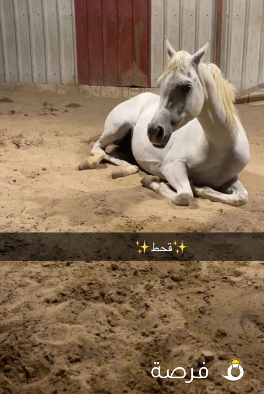 خيل للبدل وللبيع الوصف