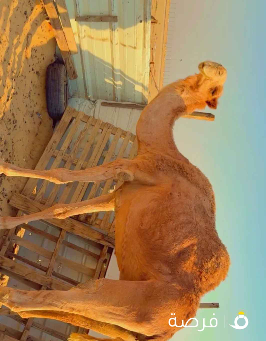 للبيع ناقه صفره رباع