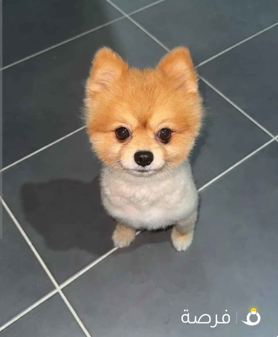 كلب بوميريانيان