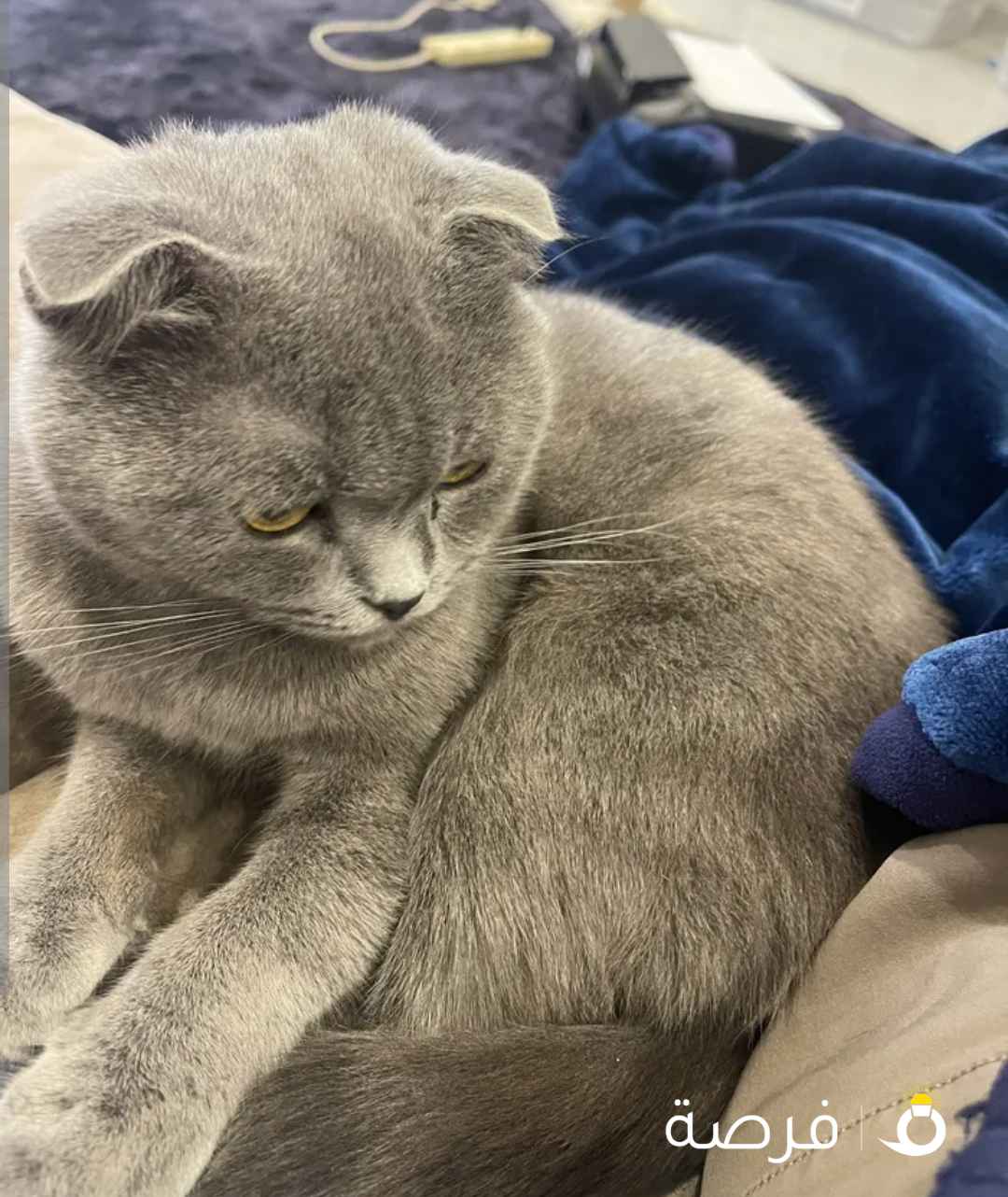 للتبني قطه سكوتش فولد نثيه