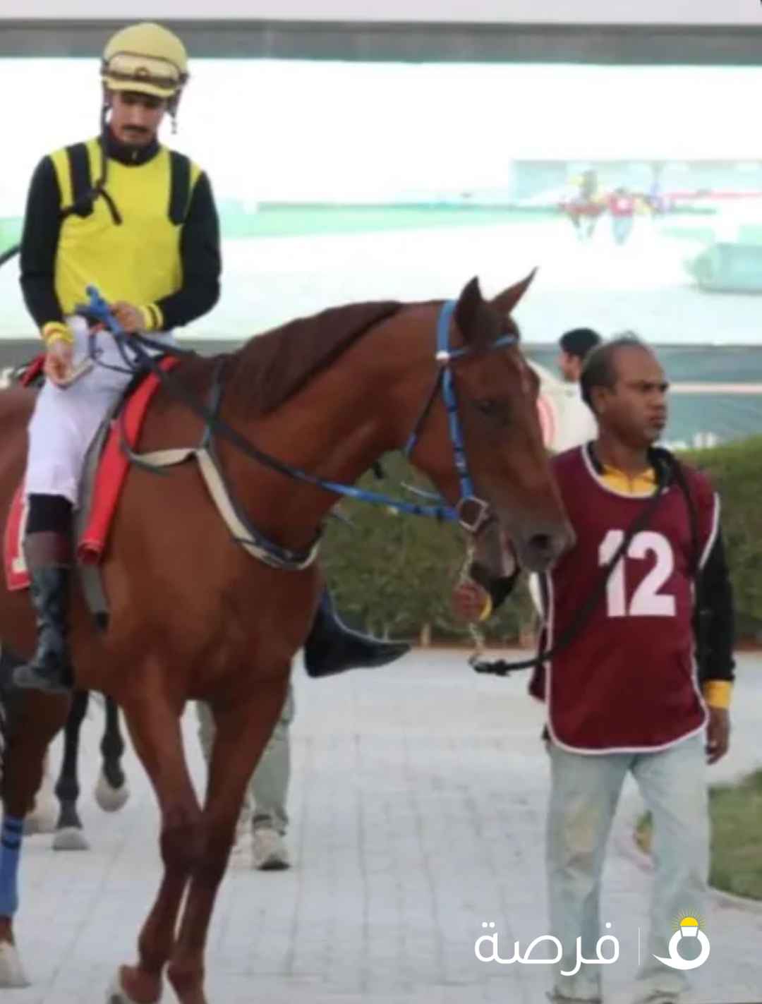 حصان انجليزي شرط السلم مواليد 2020 وهادي يصلح حق الكبير والصغير وحتي مرثون يصلح