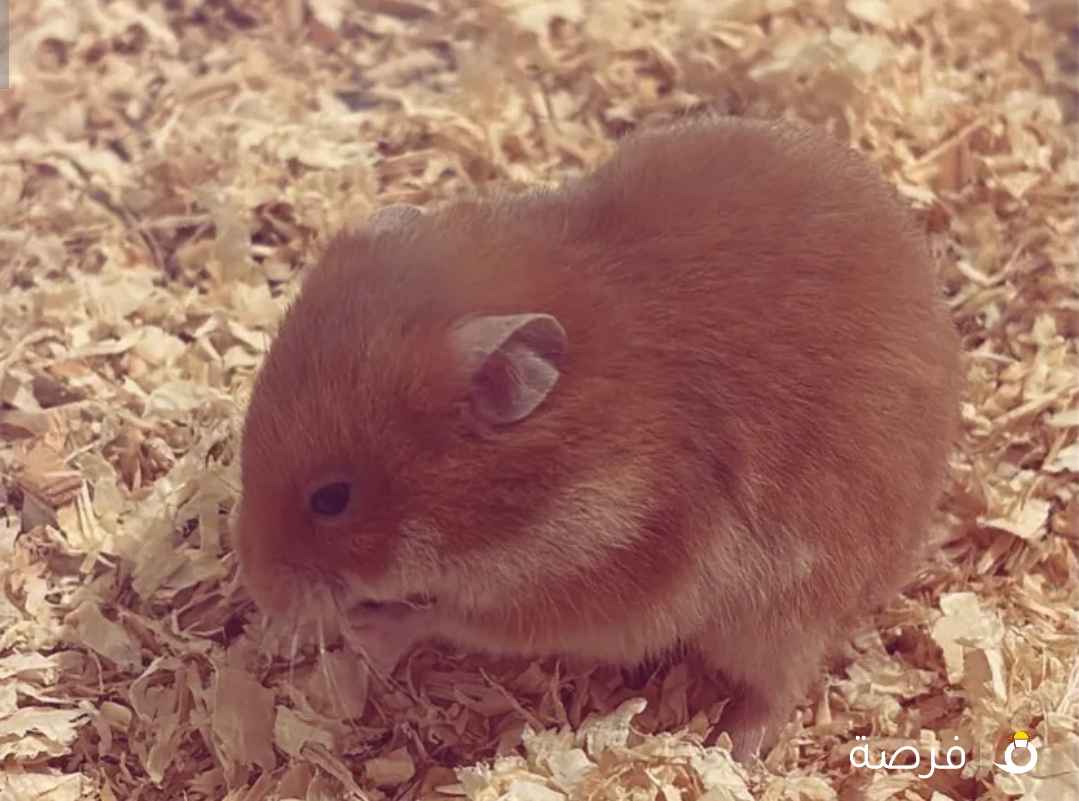 للبيع هامستر سوري ذكر