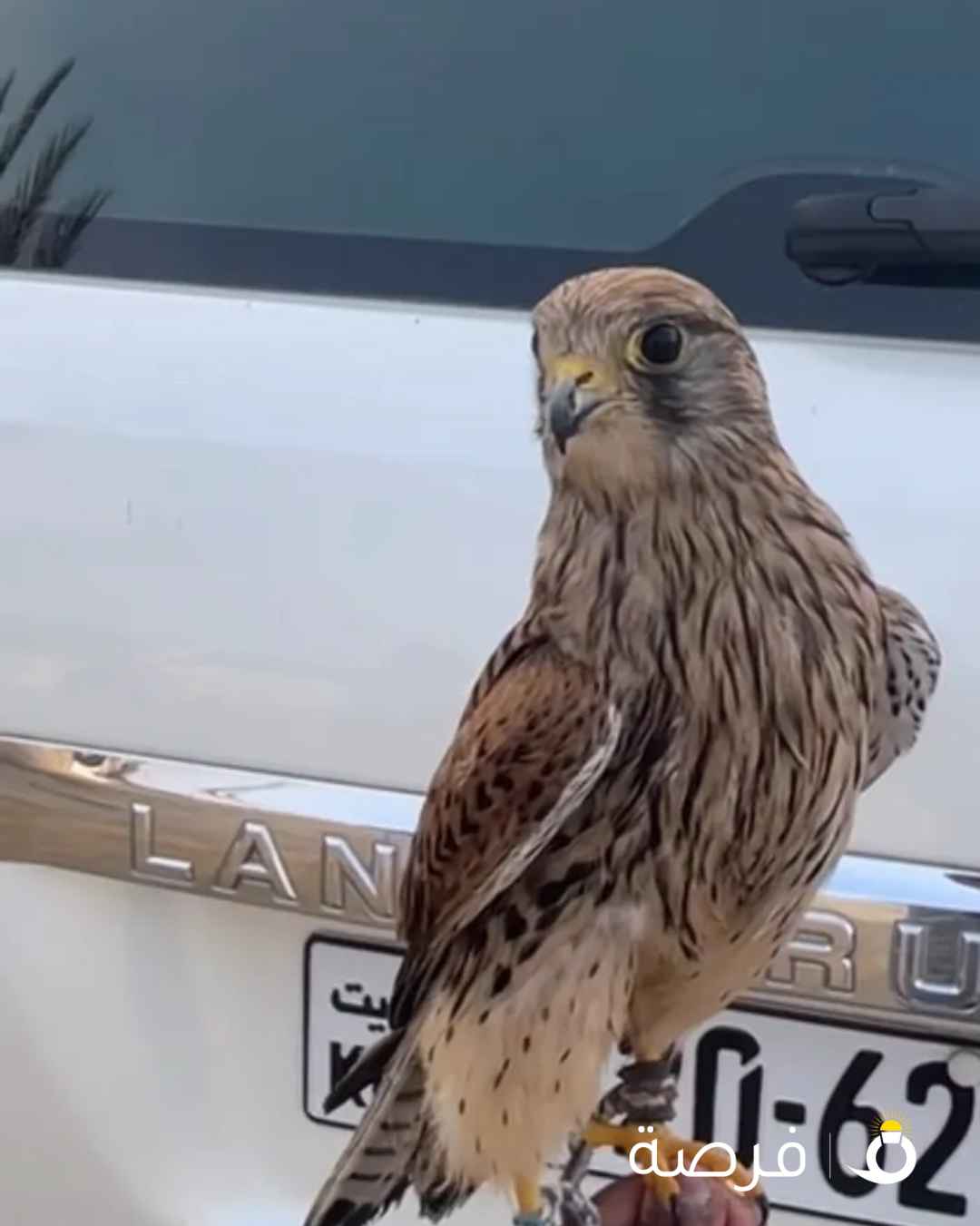 طير البيع مدرب يهد على كل شي التواصل واتس اب