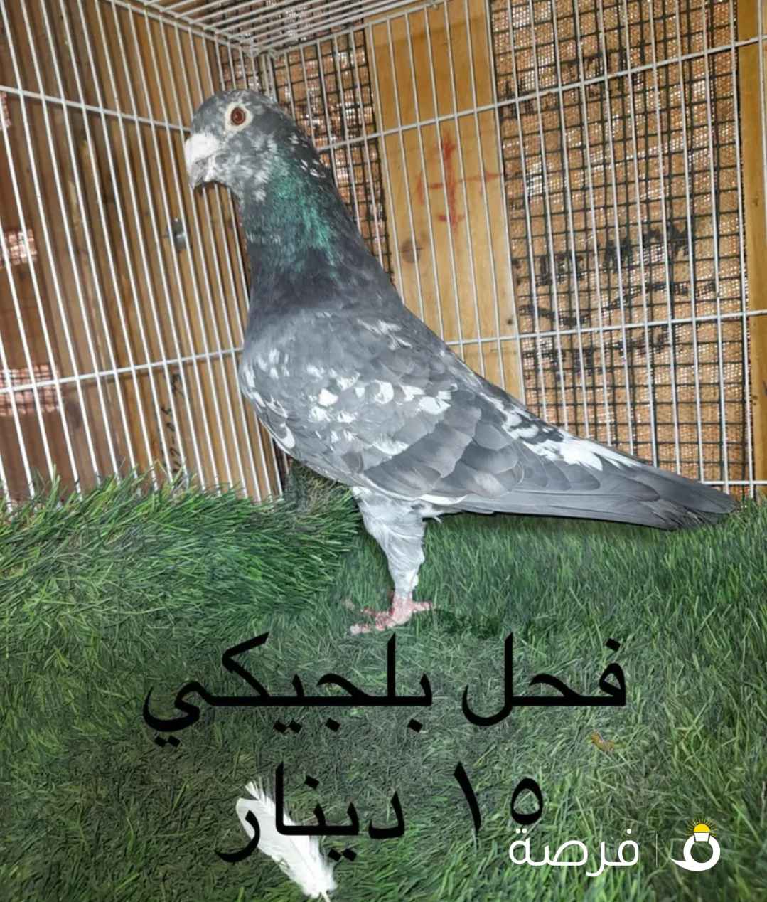 حمام زاجل هنجاري